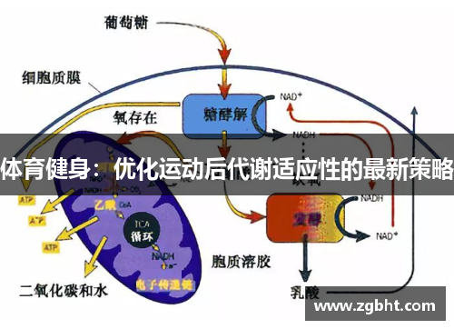 体育健身：优化运动后代谢适应性的最新策略